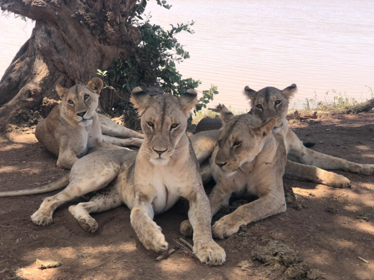 Safari 4 giorni, 3 notti (Taita Hills/Amboselli/Tsavo Est)